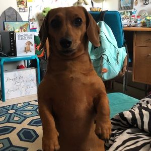 Meet your Posher, Katie